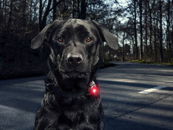 Фонарь для собак Orbiloc Dog Dual Signal Colours, желтый