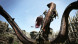 Игра Dragon&amp;#039;s Dogma: Dark Arisen [Nintendo Switch, английская версия] в Новосибирске